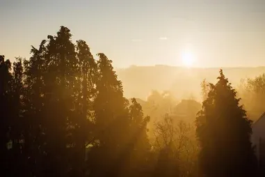 Forest with sun